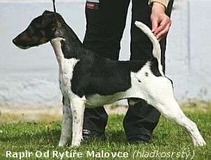 foxterrier2.jpg